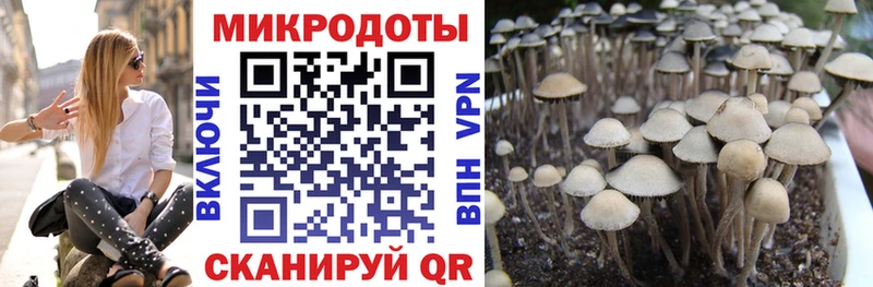 наркошоп  Чаплыгин  Галлюциногенные грибы прущие грибы 